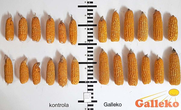 Obr. 2: Kukurice, 4. 9. 2018, CHMEL spol. s&nbsp;r.o. okres Rakovn&iacute;k
