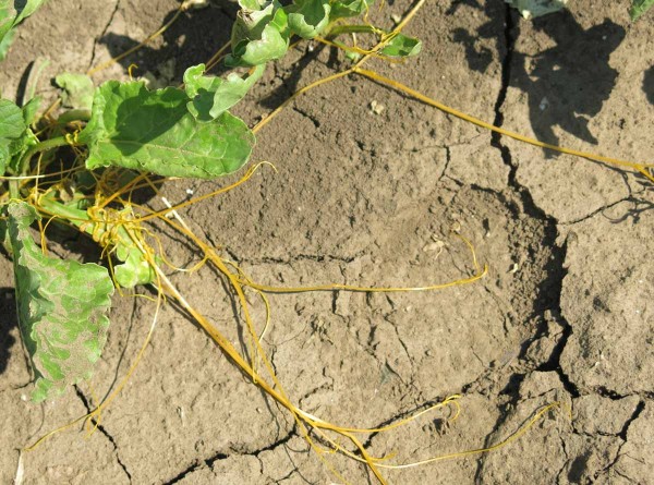 Lodyhy kokotice ladn&iacute; p&aacute;traj&iacute;c&iacute; po dal&scaron;&iacute;m hostiteli