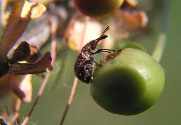 Zobonoska tře&scaron;ňov&aacute;