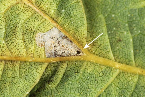 Mina v&nbsp;&uacute;žlab&iacute; žilek s&nbsp;otvorem, kter&yacute;m vylezla housenka