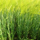 Systiva® - novinka, která se stala standardem v ochraně jarního ječmene Systiva® - novinka, která se stala standardem v ochraně jarního ječmene