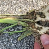 Pro zdrav&yacute; porost řepky a&nbsp;vysok&yacute; v&yacute;nos