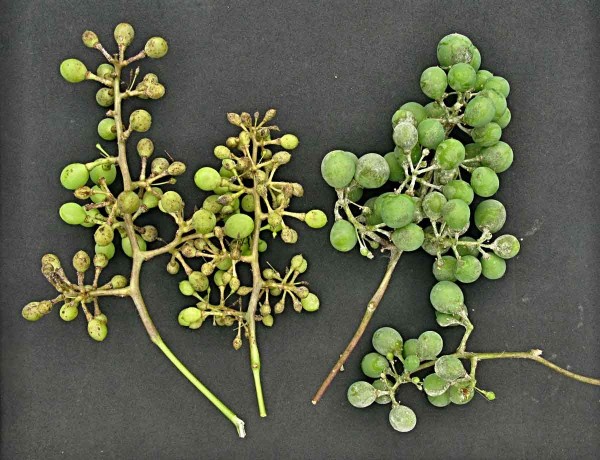 Plíseň révy (vlevo) a padlí révy (vpravo) na hroznu Plíseň révy (vlevo) a padlí révy (vpravo) na hroznu