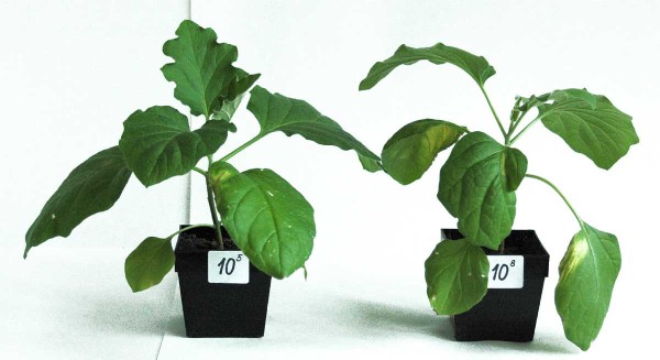 Porovn&aacute;n&iacute; př&iacute;znaků c&eacute;vn&iacute;ho vadnut&iacute; na indik&aacute;torov&yacute;ch rostlin&aacute;ch lilku vejcoplod&eacute;ho infikovan&yacute;ch suspenz&iacute; karant&eacute;nn&iacute; bakterie Clavibacter sepedonicus o&nbsp;různ&eacute; koncentraci