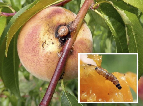 Makadlovka broskvoňov&aacute; (V. Psota) 