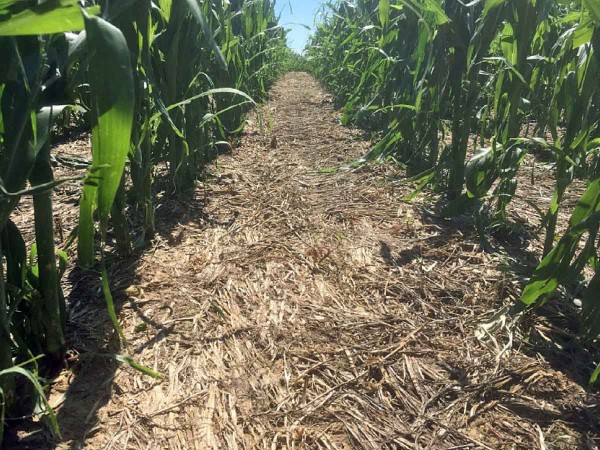 Obr. 13: Kukuřice př&iacute;mo set&aacute; do ochrann&eacute; plodiny; žito + aplikace glyfos&aacute;tu