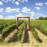 Novinka Delan<sup>&reg;</sup> Pro na ochranu r&eacute;vy vinn&eacute; proti pl&iacute;sni r&eacute;vov&eacute;