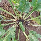 Po&scaron;kozen&iacute; poln&iacute;ch plodin v&nbsp;roce 2018