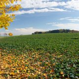 Hnojenie repky olejnej v&nbsp;jesennom obdob&iacute;