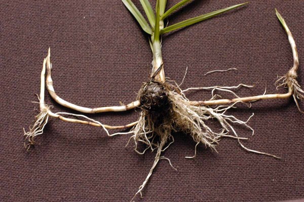 Regeneračn&iacute; schopnost kymy&scaron;n&iacute;ku &scaron;irokoplod&eacute;ho je obrovsk&aacute;