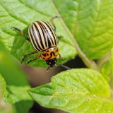 Citlivost mandelinky bramborov&eacute; k&nbsp;nově použ&iacute;van&yacute;m insekticidům