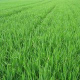 Ochrana proti chorob&aacute;m obilnin fungicidy společnosti Agro Aliance