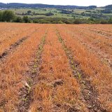 S technologi&iacute; strip-till nejen na svahy