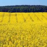 Toreador s&nbsp;adrenalinem v&nbsp;každ&eacute; buňce