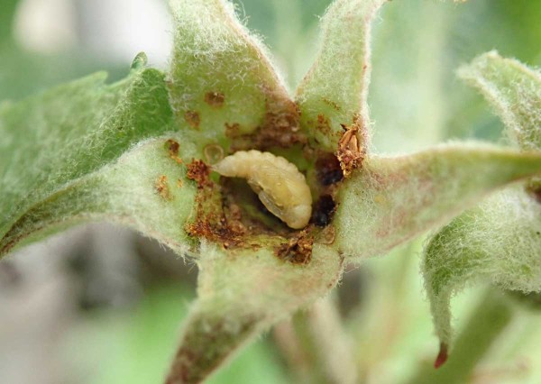 Květopas jabloňov&yacute; - kukla