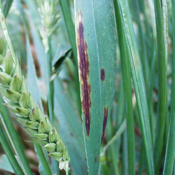 Obr. 5: S&iacute;ťovit&aacute; skvrnitost ječmene