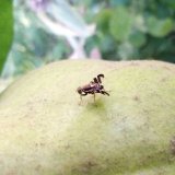 Efekt&iacute;vnosť priamych opatren&iacute; v&nbsp;ochrane orecha proti vrtivke orechovej - prv&eacute; sk&uacute;senosti zo Slovenska