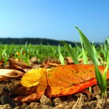 V&yacute;živa a&nbsp;hnojenie ozimnej p&scaron;enice na jeseň