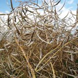 Analýza příčin praskání šešulí řepky olejky Analýza příčin praskání šešulí řepky olejky