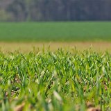 Galleko&reg; &scaron;peci&aacute;l - kvalitn&eacute; oziminy s&nbsp;kvalitn&yacute;m &scaron;tartom