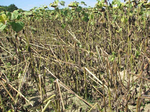 Obr. 5: Zlomen&eacute; zelen&eacute; rastliny po odkvitnut&iacute; a&nbsp;e&scaron;te hned&eacute; &scaron;kvrny na stonk&aacute;ch svedčia o&nbsp;r&yacute;chlom rozvoji patog&eacute;na Diaporte helianthi v&nbsp;porastoch slnečnice na v&yacute;chodnom Slovensku v&nbsp;roku 2010 s&nbsp;extr&eacute;mne siln&yacute;mi zr&aacute;žkami