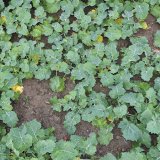 Herbicidn&iacute; doporučen&iacute; společnosti BASF pro řepku ozimou