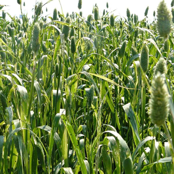 Obr. 5: Kalamitn&iacute; v&yacute;skyt larev kohoutků rodu Oulema v&nbsp;porostu