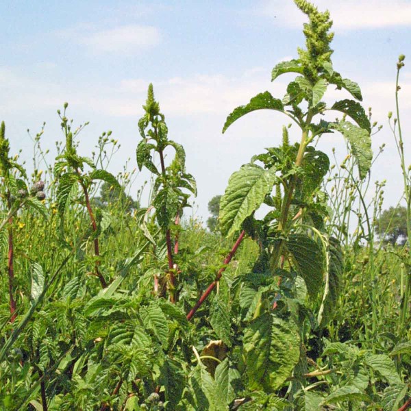 Laskavec dok&aacute;že na strni&scaron;ti  vytvořit i&nbsp;semena