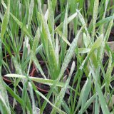 Uplatňování systému integrované ochrany rostlin v souvislosti se změnou legislativy - Rezistence ječmene vůči padlí Uplatňování systému integrované ochrany rostlin v souvislosti se změnou legislativy - Rezistence ječmene vůči padlí