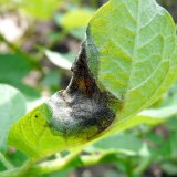 Př&iacute;pravky na ochranu rostlin