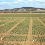 Hnojen&iacute; p&scaron;enice ozim&eacute; na jaře