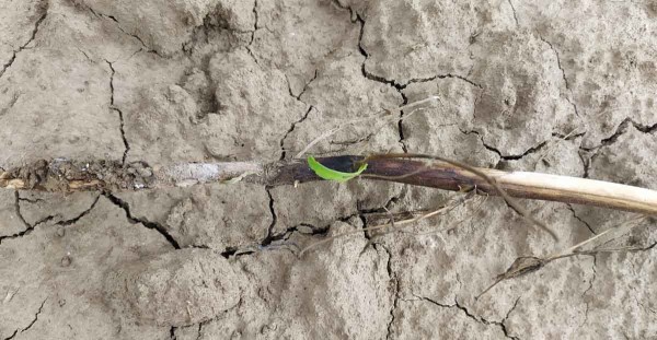 Obr. 4: B&iacute;l&yacute; povlak houby na kořenu lupiny b&iacute;l&eacute;