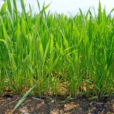 Listov&aacute; hnojiva Chemap Agro ve v&yacute;živě rostlin