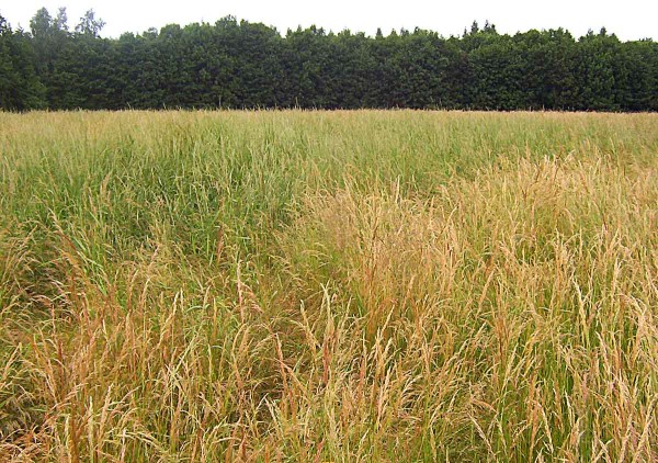 Obr.: P&yacute;r plaziv&yacute; je nebezpečn&yacute;m plevelem v&nbsp;trav&aacute;ch na semeno