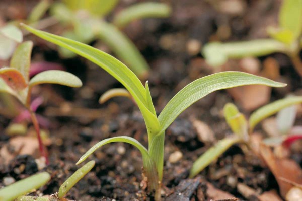 Ježatka kuř&iacute; noha