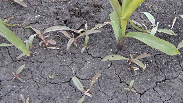 Obr. 5: Rdesno ble&scaron;n&iacute;k je odoln&eacute; vůči mnoha herbicidům, předev&scaron;&iacute;m půdn&iacute;m