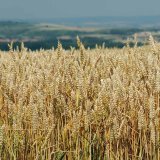 Zkou&scaron;en&iacute; odrůd ozim&eacute; p&scaron;enice pro ekologick&eacute; zemědělstv&iacute;