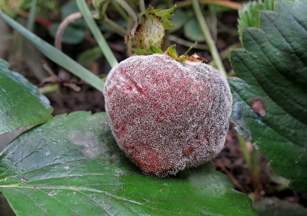 Šedá hniloba jahod Šedá hniloba jahod