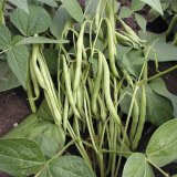 Zeleninov&eacute; luskoviny