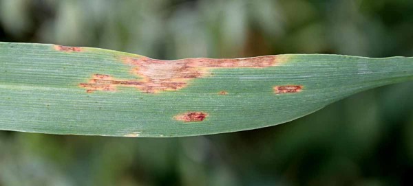 Obr. 9: Hněd&aacute; skvrnitost ovsa