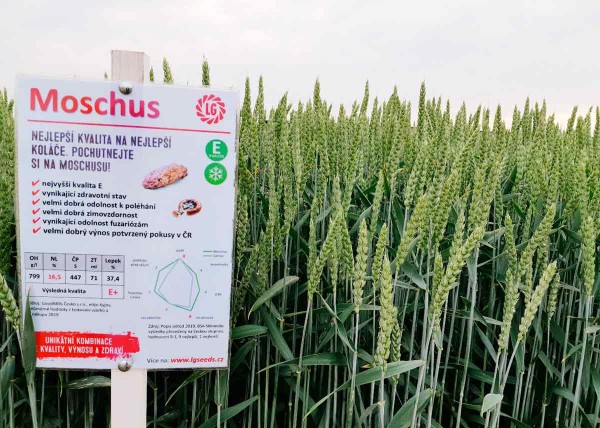 Jednoznačn&aacute; kvalita E a&nbsp;v&yacute;born&yacute; zdravotn&iacute; stav