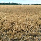 Plevele a hospodaření se slámou Plevele a hospodaření se slámou