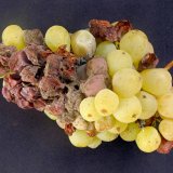 Aktu&aacute;ln&iacute; přehled ochrany zahrad, sadů a&nbsp;vinic - červenec a&nbsp;srpen 2018