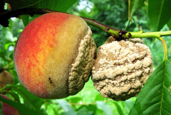 Moniliniová hniloba peckovin Moniliniová hniloba peckovin