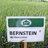 BOR&aacute;ck&eacute; odrůdy sedl&aacute;kům na fůry