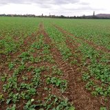 Využit&iacute; herbicidů Rapsan v&nbsp;řepce