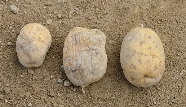 Zavadlé hlízy jako důsledek přerušení toku asimilátů Zavadlé hlízy jako důsledek přerušení toku asimilátů