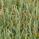 Fungicidn&iacute; &uacute;činn&eacute; l&aacute;tky