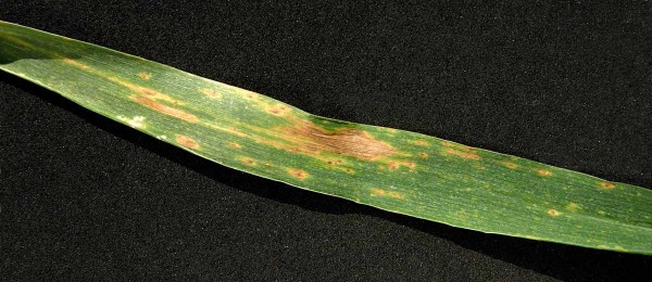 Pyrenoforová skvrnitost pšenice - DTR Pyrenoforová skvrnitost pšenice - DTR