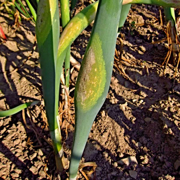 Plíseň česnekovitých Plíseň česnekovitých